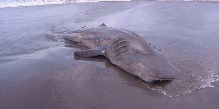 Tren Memprihatinkan: 24 Hiu Paus Terdampar di Selatan Jawa dalam 3 Tahun