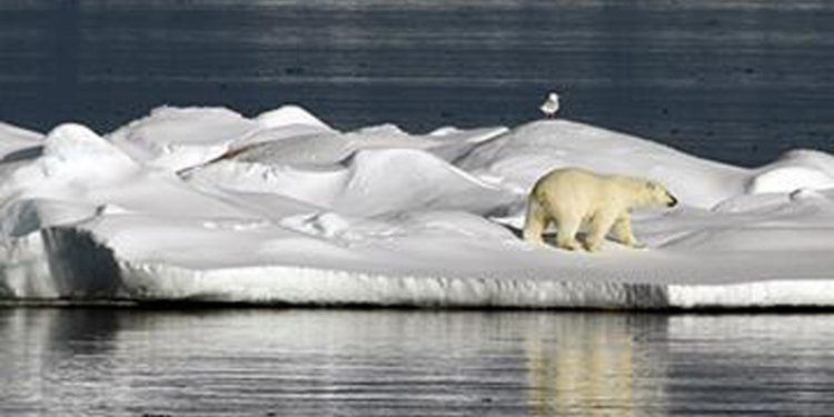 Arktik Dulunya Beku, Kini Menjadi Dunia yang Lebih Hangat
