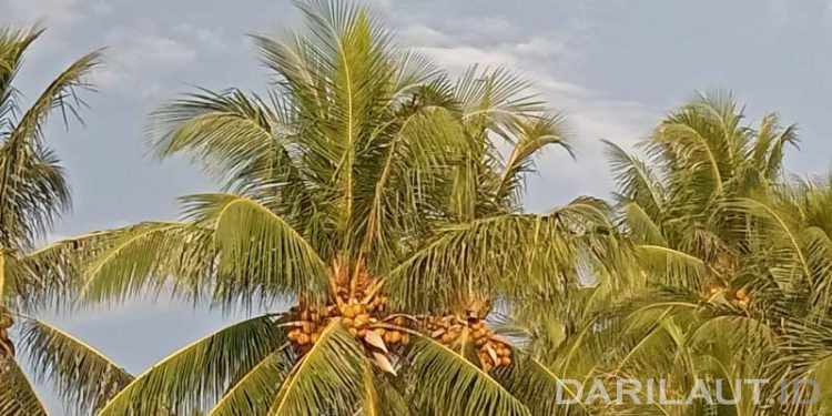 Pohon Kelapa di Indonesia Warisan yang Sudah Sangat Tua