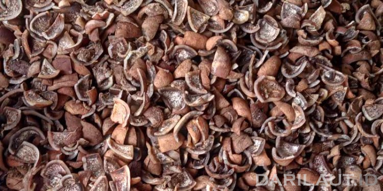 Komoditas Kelapa Perlu Keterlibatan Perguruan Tinggi untuk Riset dan Pengembangan Teknologi