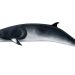 Mengenal Paus Minke, Balaenoptera acutorostrata