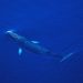Paus Orca Predator Alami Paus Minke Antartika, Balaenoptera bonaerensis