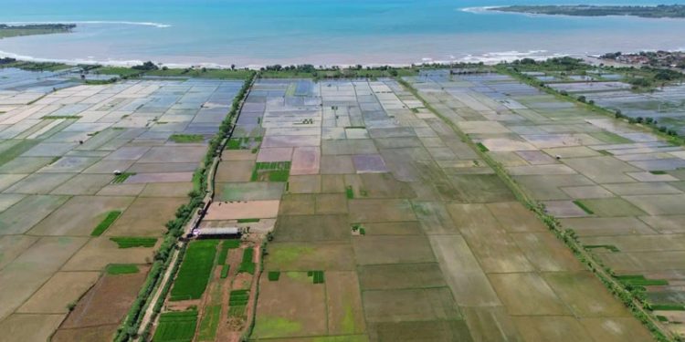 Peneliti BRIN Kembangkan Varietas Padi Tahan Kadar Garam Tinggi