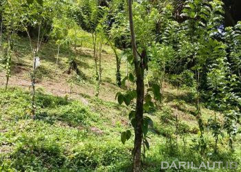 Pertanian Jagung Merusak Nutrisi Tanah, Petani Muda Ilomata Gorontalo Beralih ke Agroforestri