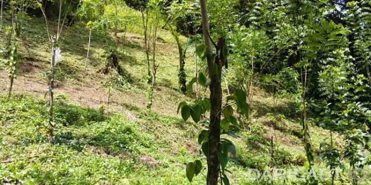 Pertanian Jagung Merusak Nutrisi Tanah, Petani Muda Ilomata Gorontalo Beralih ke Agroforestri