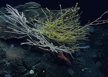 Perjanjian Keanekaragaman Hayati Laut Lepas Mengikat Secara Hukum