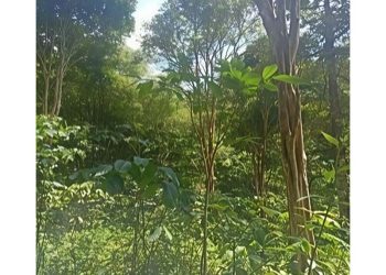 Peneliti FMIPA UNG Temukan 4 Tumbuhan Langka Masuk Daftar Merah IUCN di Hungayono TN Bogani Nani Wartabone