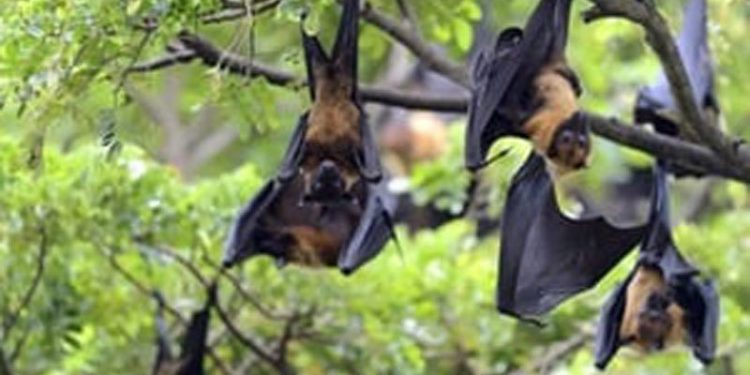 Belum Ada Obat Atau Vaksin Virus Nipah