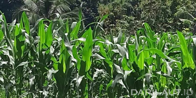 Dosen UNG Kembangkan Aplikasi Deteksi Penyakit Tanaman Jagung Berbasis Android