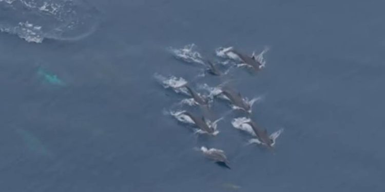 Eksplorasi Laut BRIN – OceanX di Sulawesi Utara Temukan 14 spesies Megafauna