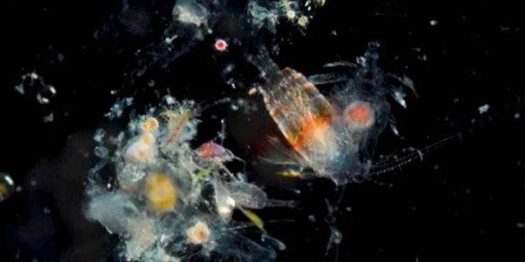 BRIN – OceanX Berhasil Merekam Struktur Komunitas Gunung Bawah Laut Sulawesi Utara