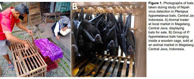 Penyakit Zoonotik Virus Nipah Berpotensi Menjadi Wabah