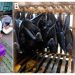 Penyakit Zoonotik Virus Nipah Berpotensi Menjadi Wabah