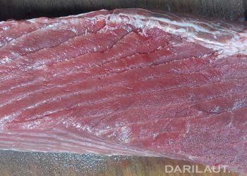 Ikan Termahal di Dunia Tuna Sirip Biru Dijual Lokal di Gorontalo