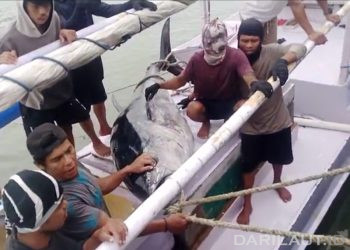 Pertama Kali Tuna Sirip Biru Berat 230 Kg Diturunkan di Pelabuhan Perikanan Gorontalo