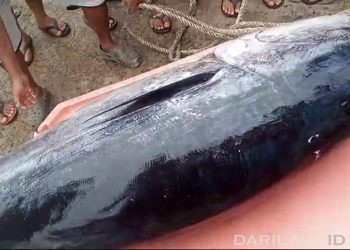 Foto: Pendaratan Tuna Sirip Biru di Pelabuhan Perikanan Gorontalo