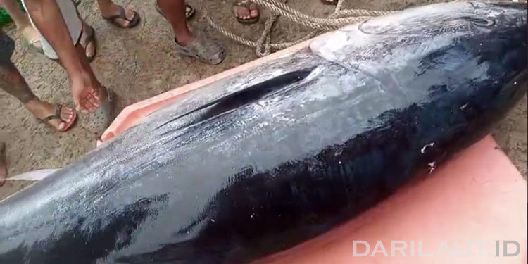 Foto: Pendaratan Tuna Sirip Biru di Pelabuhan Perikanan Gorontalo