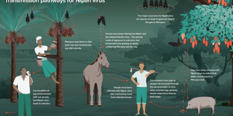 Saran dan Pesan WHO Saat Menghadapi Penyakit Virus Nipah yang Hingga Kini Belum Ada Obatnya