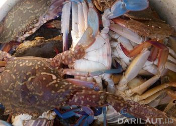 Pulau Jawa Sentra Komoditas Rajungan Terbesar di Indonesia