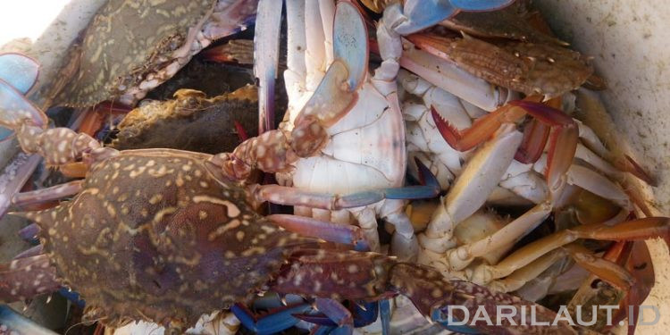 Pulau Jawa Sentra Komoditas Rajungan Terbesar di Indonesia