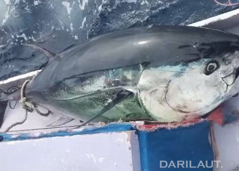 Kisah Nelayan Cahaya Bilqis Tangkap Tuna Sirip Biru Berat 230 Kg di Laut Maluku