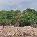 Bagaimana Runtuhnya Ekosistem Hutan Salah Satu Penyebab Banjir Bandang di Indonesia