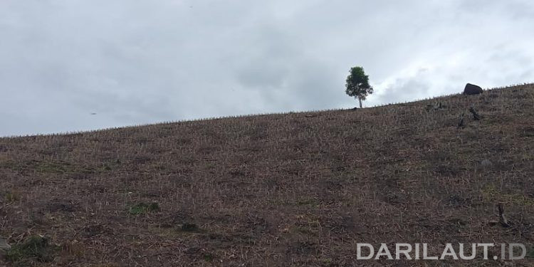 Banjir Bandang Sinyal Runtuhnya Ekosistem Hutan Sebagai Penyangga Kehidupan