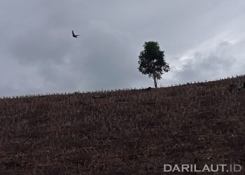 Setelah Ekosistem Hutan Runtuh Perlu Pemulihan Berbasis Bentang Alam