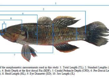Ikan Hulu’u di Danau Limboto Kelompok Giuris, Butuh Rencana Konservasi yang Spesifik