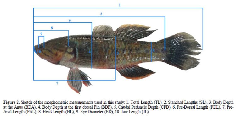 Ikan Hulu’u di Danau Limboto Kelompok Giuris, Butuh Rencana Konservasi yang Spesifik