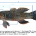 Ikan Hulu’u di Danau Limboto Kelompok Giuris, Butuh Rencana Konservasi yang Spesifik