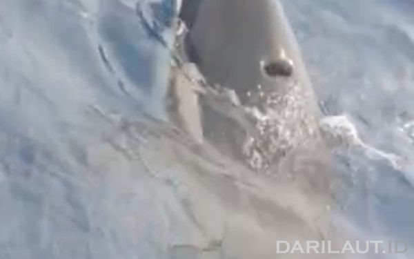 Dua Paus Orca Bermain Dekat Rumpon Nelayan Gorontalo di Teluk Tomini
