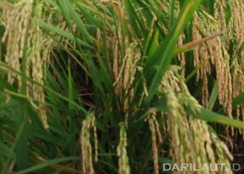 Januari 2026 Nilai Tukar Petani Provinsi Gorontalo Turun 4,05 Persen