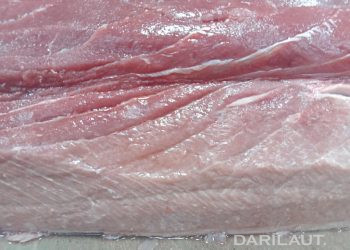 Seperti Apa Daging Tuna Sirip Biru Hasil Tangkapan Nelayan Bongo, Gorontalo