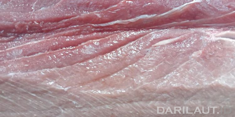 Seperti Apa Daging Tuna Sirip Biru Hasil Tangkapan Nelayan Bongo, Gorontalo