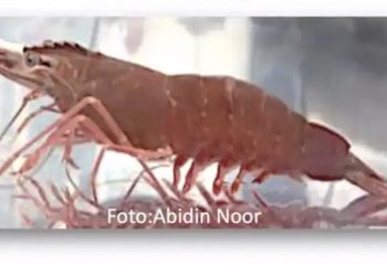 Spesies Baru Udang Pisang Endemik Sumatra Berpotensi Pasar