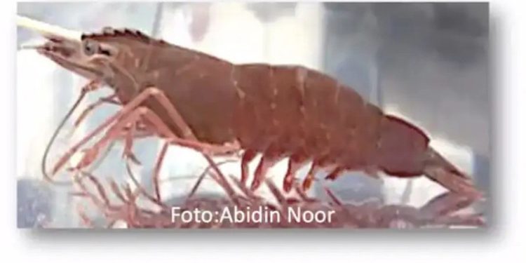 Spesies Baru Udang Pisang Endemik Sumatra Berpotensi Pasar