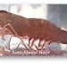 Spesies Baru Udang Pisang Endemik Sumatra Berpotensi Pasar