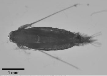 Partikel Mikroplastik Jalur Arlindo Ada di Tubuh Kopepoda, Zooplankton yang Dimakan Ikan