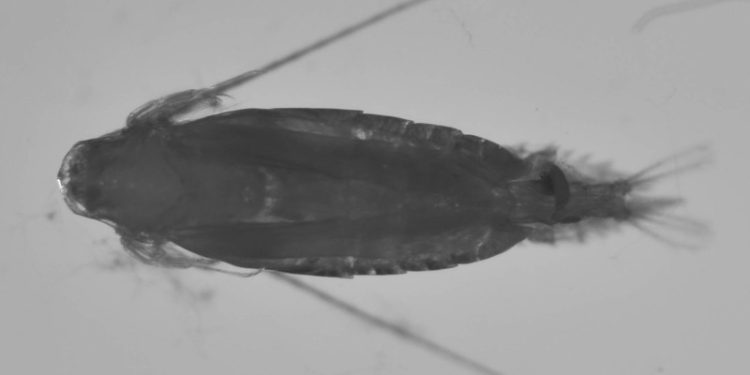 Partikel Mikroplastik Jalur Arlindo Ada di Tubuh Kopepoda, Zooplankton yang Dimakan Ikan