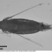 Partikel Mikroplastik Jalur Arlindo Ada di Tubuh Kopepoda, Zooplankton yang Dimakan Ikan