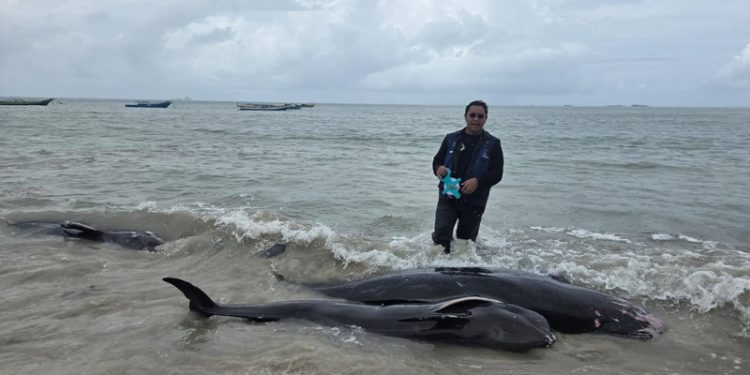 55 Paus Pilot Sirip Pendek Terdampar di Pantai Rote Ndao, 34 Selamat