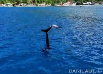 Lumba-lumba Risso Melintas dan Bermain di Perairan Botubarani Gorontalo