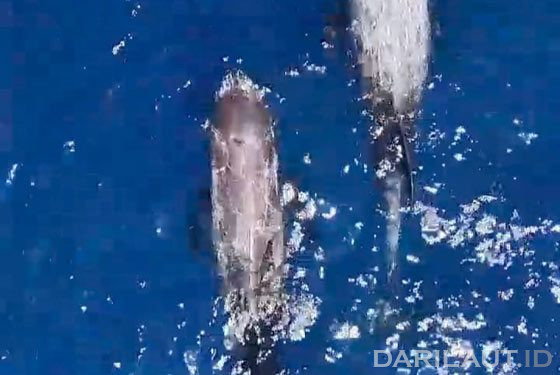 Lumba-lumba Risso Melintas dan Bermain di Perairan Botubarani Gorontalo