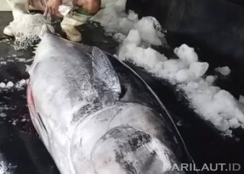 Tuna Sirip Biru Tangkapan Nelayan Paguyaman Pantai Didaratkan di Gorontalo