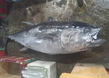 Ikan Termahal di Dunia Tuna Sirip Biru Panjang 2,1 Meter Kembali Didaratkan di Gorontalo