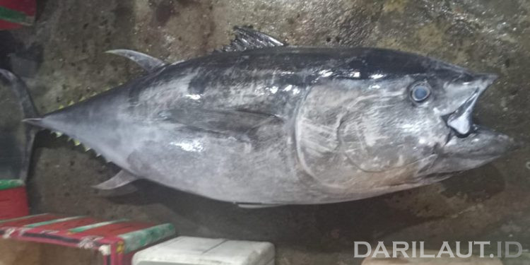 Ikan Termahal di Dunia Tuna Sirip Biru Panjang 2,1 Meter Kembali Didaratkan di Gorontalo