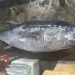 Ikan Termahal di Dunia Tuna Sirip Biru Panjang 2,1 Meter Kembali Didaratkan di Gorontalo