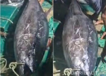 Tuna Sirip Biru Berat 200 kg Kembali Didaratkan di Gorontalo