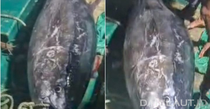 Tuna Sirip Biru Berat 200 kg Kembali Didaratkan di Gorontalo